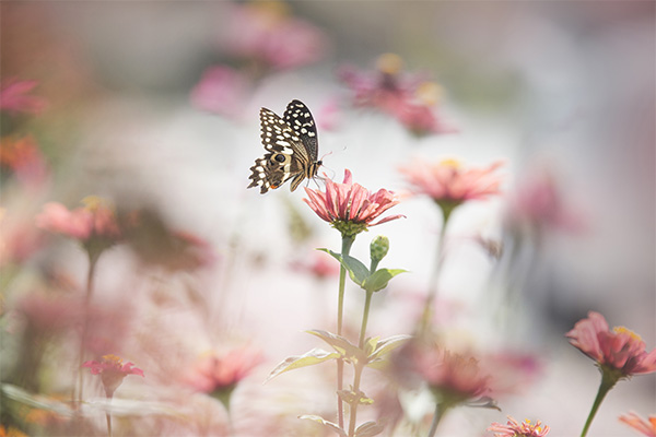 Blushing Gardens Image