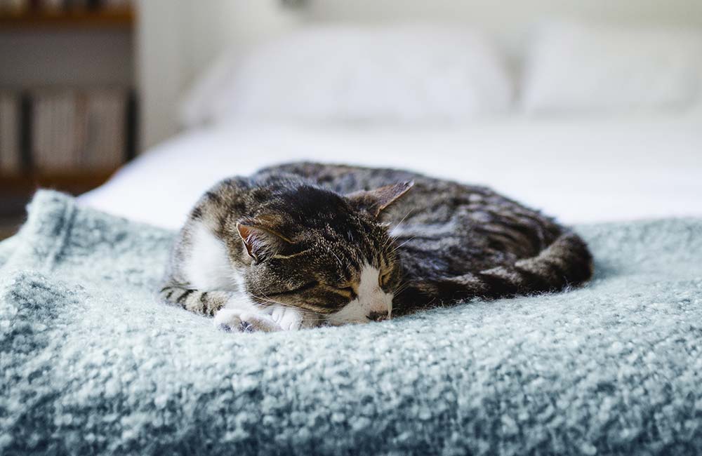 A cat snuggled on a blue blanket, calm and relaxed.