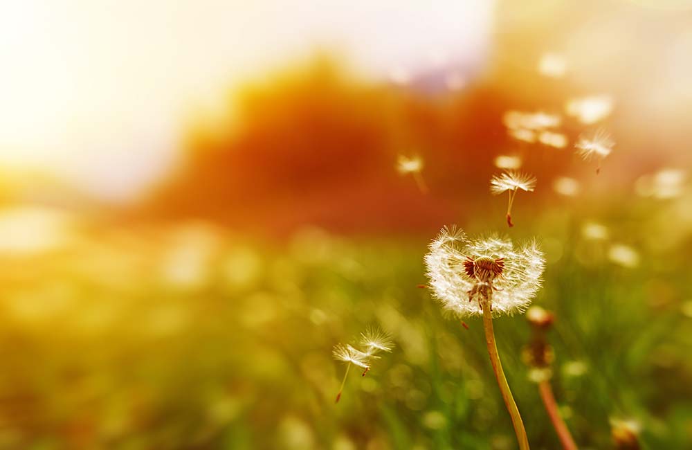 A dandelion flower in a field. The sun is bright orange and blurred in the background. The wind is blowing the seeds from the flower. The mood is optimistic and hopeful.