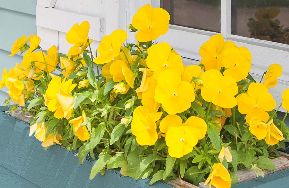 A tight crop of an exterior home focused on the window sill with planter of yellow flowers hanging under the window. The mood is happy.